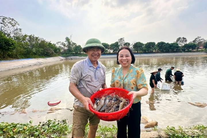 Nuôi tôm càng xanh toàn đực 'dễ nuôi, lãi lớn'